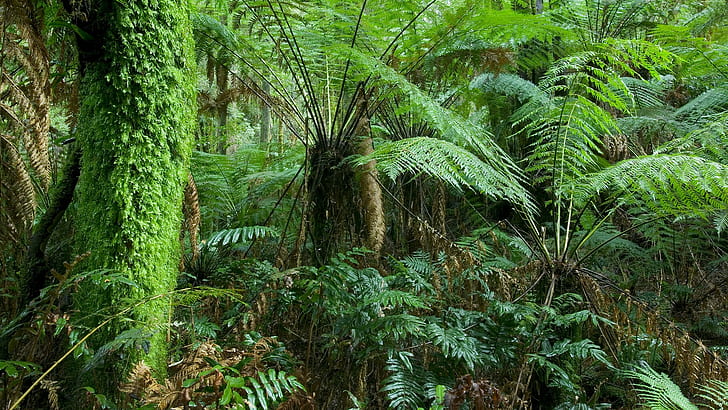 Dschungel Forest Green HD, Natur, Grün, Wald, Dschungel, HD-Hintergrundbild