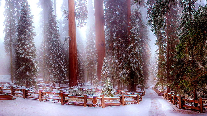 sierra nevada, fence, big trees trail, woods, redwood trees, redwood, giant forest, stem tree, united states, usa, california, visalia, evergreen, tree, forest, sequoia national park, sequoia, sunlight, plant, national park, freezing, sequoia and kings canyon national park, woody plant, snow, nature, winter, HD wallpaper