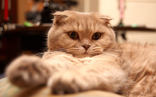 疲れたスコティッシュフォールド猫、スコティッシュフォールド猫、かわいい、オレンジ、 HDデスクトップの壁紙 HD wallpaper
