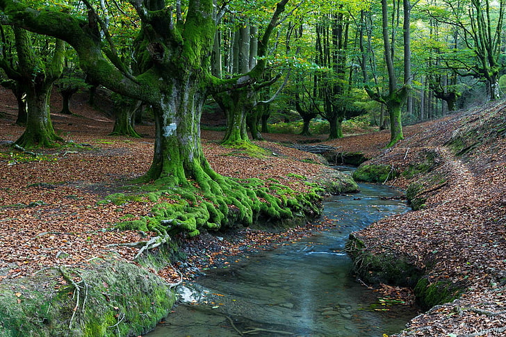 basque, country, forests, nature, spain, stream, trees, HD wallpaper