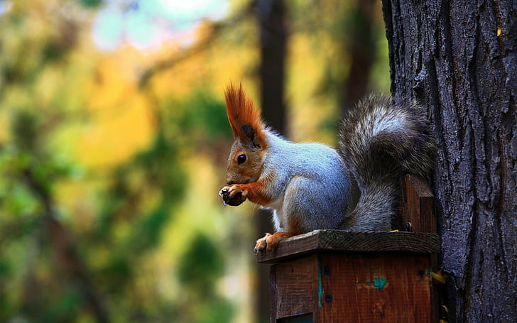 Squirrel, Tail, Ears, Forest, Trees, Bird, Feeders, HD wallpaper