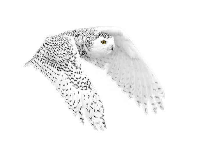 snow owl, background, owl, flight, polar, HD wallpaper