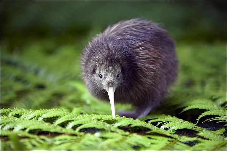 uccello grigio dal becco lungo, kiwi (animale), animali, natura, fauna selvatica, uccelli, felci, Sfondo HD