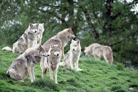 gray wolves, wolves, family, flock, HD wallpaper HD wallpaper