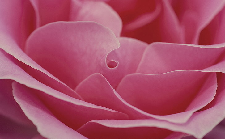 Pink Rose, Cute, Flower, Color, Love, Pink, Rose, Macro, Romance, Romantic, Petals, Blossom, Valentine, Natural, Celebration, Soft, floral, Botanical, HD wallpaper