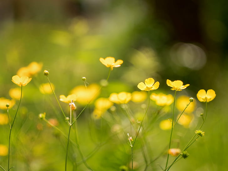 shallow focus photography of yellow flowers, Summer, shallow focus, photography, yellow, Blume, Sommer, flower, plant, buttercup, CZJ, F1.8, Panasonic Lumix GX8, Peach, MFT, M43, nature, meadow, outdoors, springtime, grass, green Color, beauty In Nature, HD wallpaper