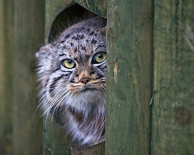 chat gris et brun à fourrure longue, regard, visage, manul, Fond d'écran HD HD wallpaper