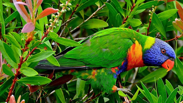 animals, birds, lorikeet, multicolor, parrots, rainbow, tropical, HD wallpaper