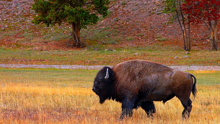 brown and black short coated dog, buffalo, bison, animals, HD wallpaper