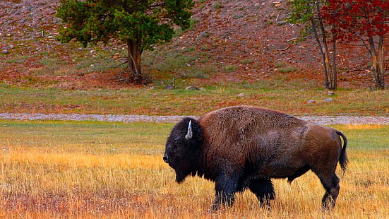 marrom e preto, cão revestido curto, búfalo, bisonte, animais, HD papel de parede HD wallpaper
