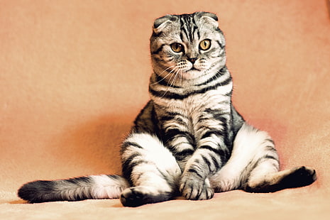 灰色と黒のスコティッシュフォールド猫、スコティッシュフォールド、猫、座っている、クール、面白い、 HDデスクトップの壁紙 HD wallpaper