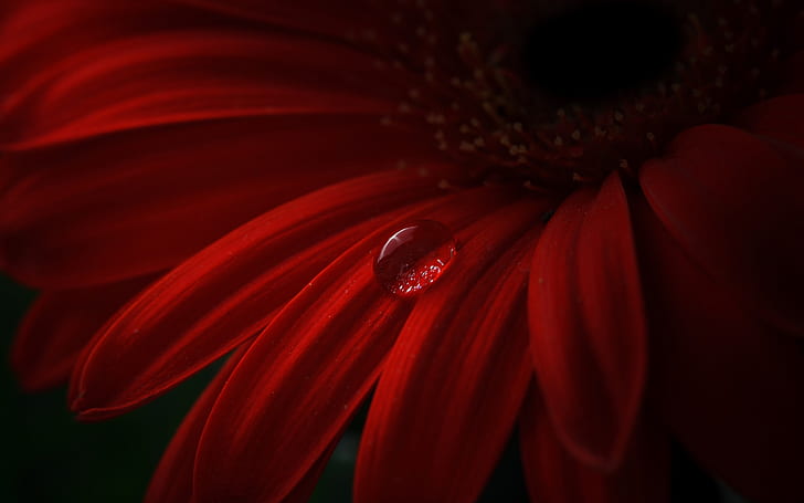 Red gerbera, petals, water drops, red gerbera daisy, Red, Gerbera, Petals, Water, Drops, HD wallpaper