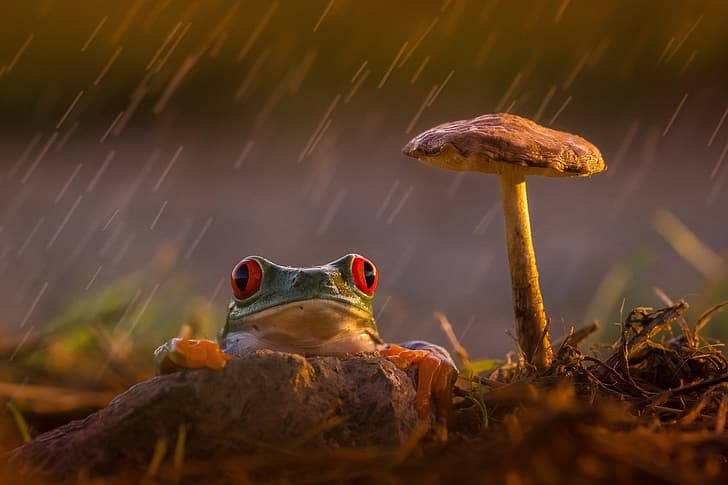 kesedihan, lamunan, hujan, jamur, katak, kaki, Jeruk, hijau, mata merah, warna-warni, keindahan, kayu, colourfull, Wallpaper HD