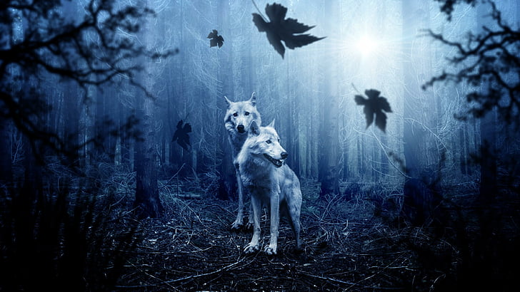 wolves, forest, predators, blue, dark, wild, trees, wildlife, wolf, wild animals, nature, darkness, twilight, tree, branch, woodland, HD wallpaper