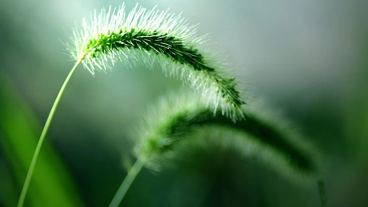 สดธรรมชาติสีเขียวพืชแมโคร spikelets, วอลล์เปเปอร์ HD