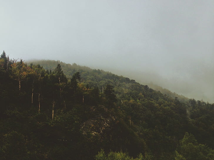krajobraz, przyroda, drzewa, las, mgła, Tapety HD