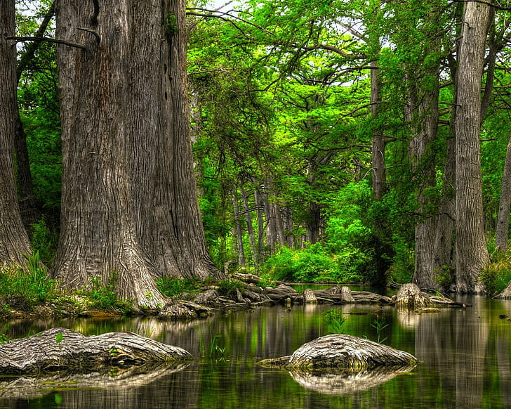 Trees Forest Reflection Swamp HD, nature, trees, forest, reflection, swamp, HD wallpaper