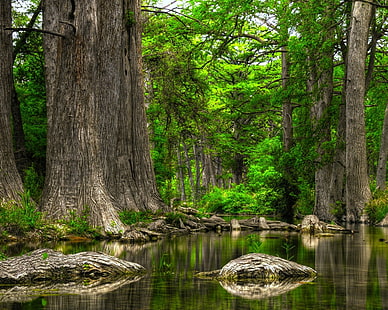 Trees Forest Reflection Swamp HD, nature, trees, forest, reflection, swamp, HD wallpaper HD wallpaper