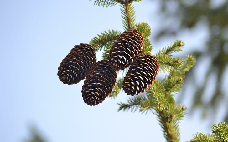 spruce, pine cones, pine, branch, spruce, pine cones, pine, branch, HD wallpaper