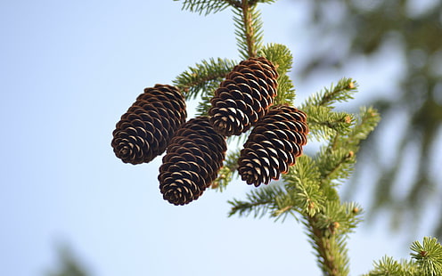 spruce, pine cones, pine, branch, spruce, pine cones, pine, branch, HD wallpaper HD wallpaper