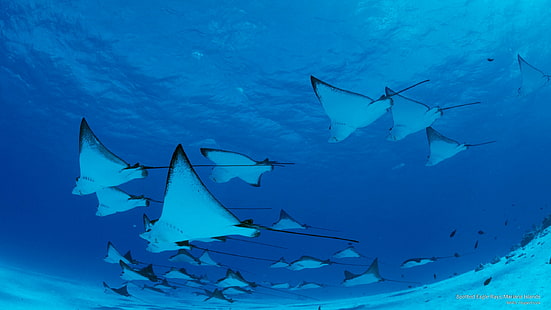 Spotted Eagle Rays, Mariana Islands, Ocean Life, HD тапет HD wallpaper