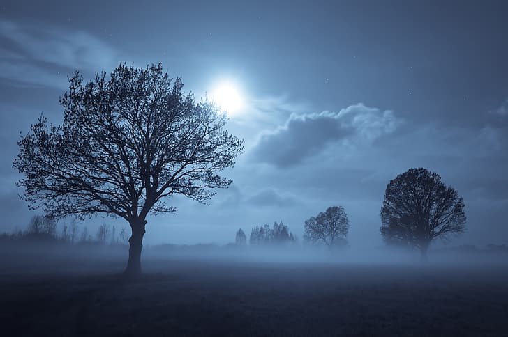 Aleksandr Hvozd, landskap, natt, träd, öde, måne, ljus, himmel, horisont, dimma, stjärnor, HD tapet