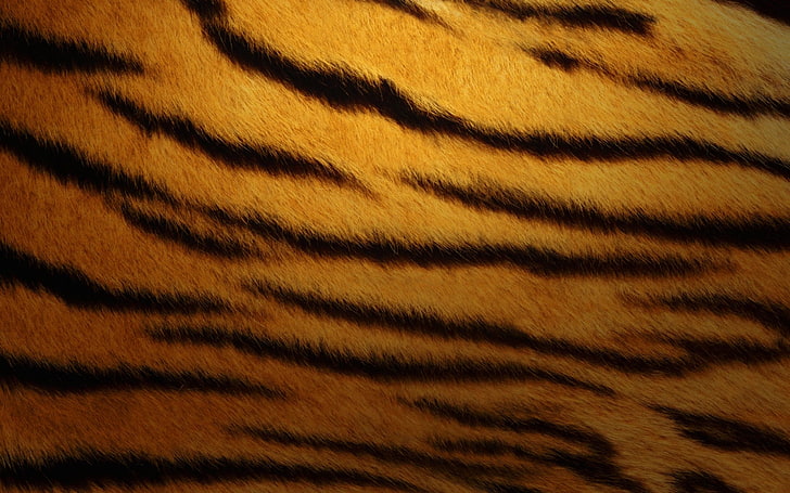 pele de tigre, tigre, pele, pele, listra, HD papel de parede