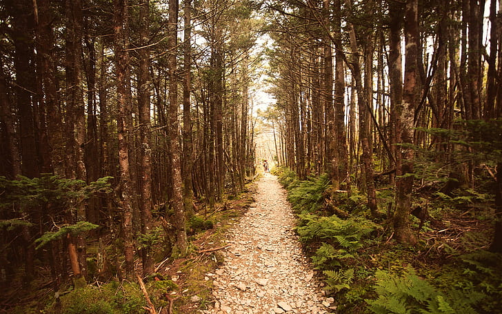 Path Trail Trees Forest HD, nature, trees, forest, path, trail, HD wallpaper