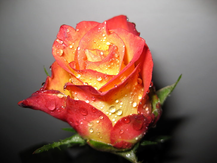 yellow and pink rose, rose, flower, bud, drop, shadow, fresh, HD wallpaper