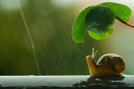 brown snail, macro, umbrella, rain, snail, leaf, HD wallpaper HD wallpaper
