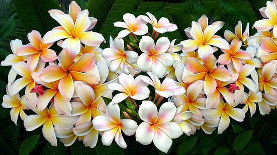 Blumen, Frangipani, Blume, Plumeria, HD-Hintergrundbild HD wallpaper