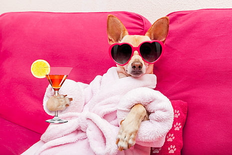 :D, cocktail, caine, animal, sunglasses, glass, jack russell terrier, spa, funny, pink, dog, HD wallpaper HD wallpaper