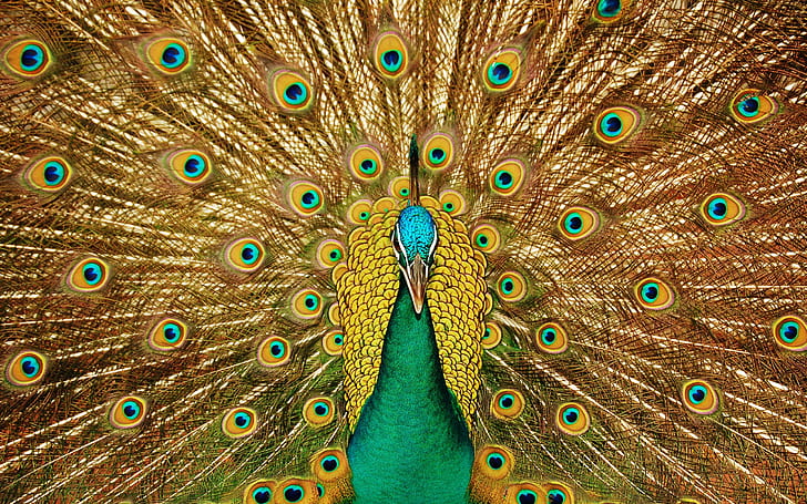 Birds close-up, peacock, beautiful tail, Birds, Peacock, Beautiful