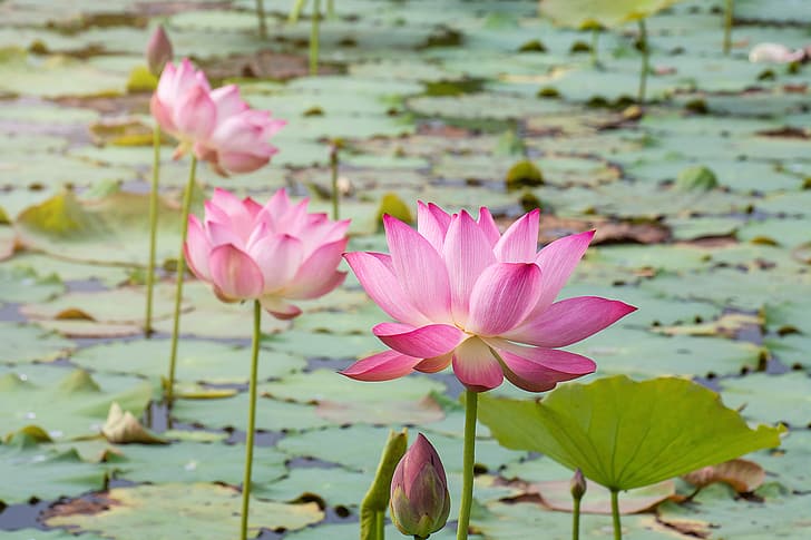 flowers, lake, pink, Lotus, buds, petals, waterlily, HD wallpaper