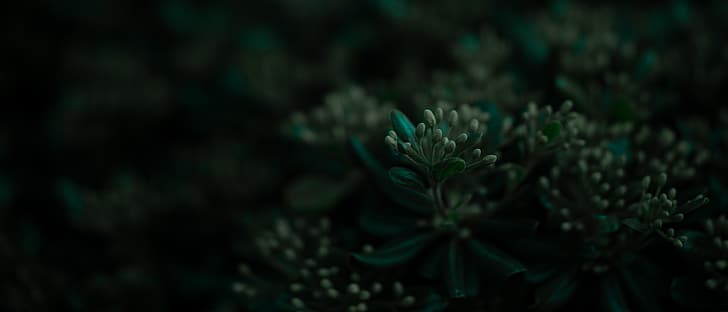 Pflanzen, Blätter, Ultrawide, Breitbild, HD-Hintergrundbild