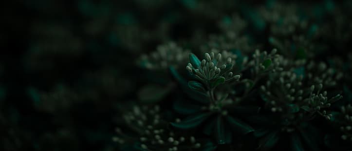 Pflanzen, Blätter, Ultrawide, Breitbild, HD-Hintergrundbild HD wallpaper
