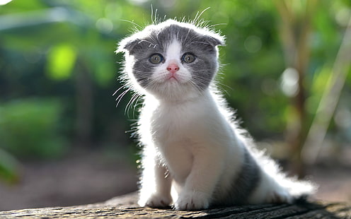 귀여운 새끼 고양이, 모피 고양이, 귀여운, 새끼 고양이, 모피, 고양이, HD 배경 화면 HD wallpaper