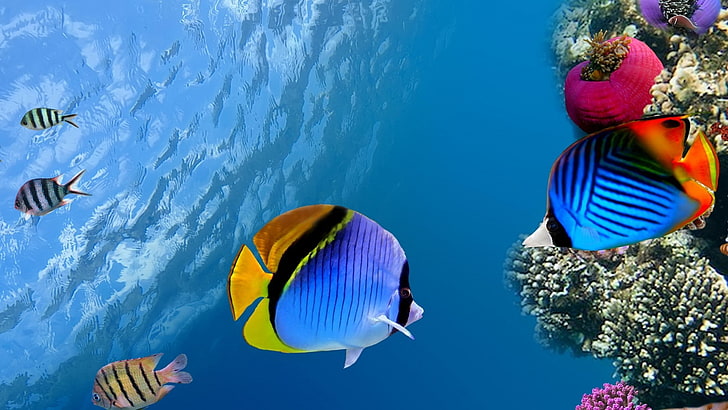 под вода, корали, риби, фото манипулация, HD тапет