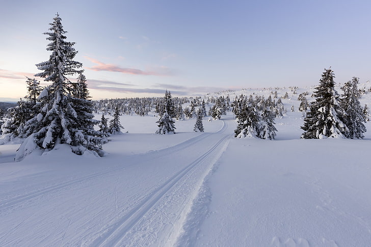 green pine trees, winter, snow, trees, Norway, Lillehammer, HD wallpaper