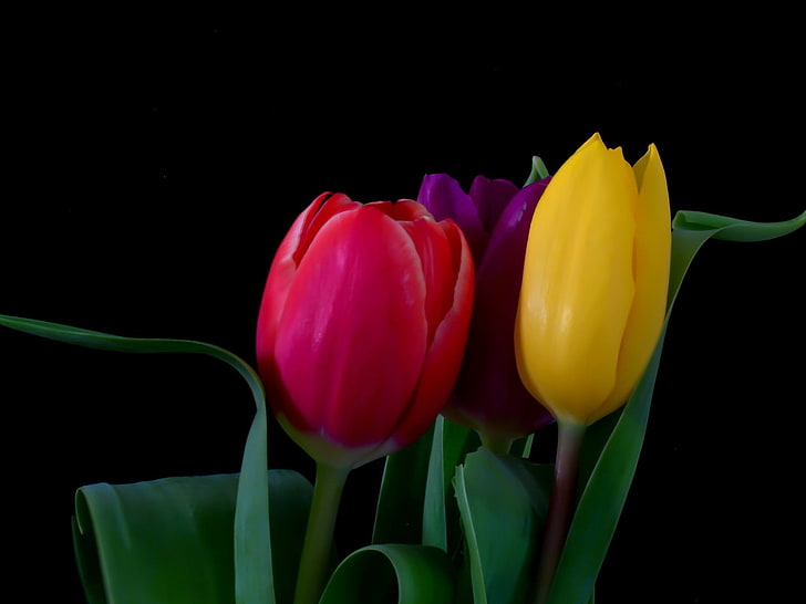 red, yellow, and purple tulips, tulips, flowers, three, bright, different, background, HD wallpaper