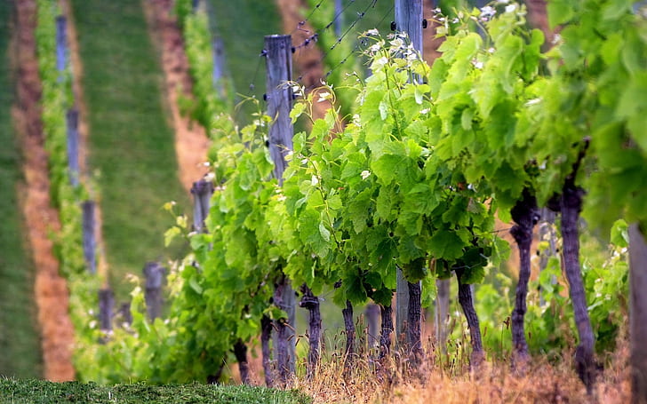 field grape vines Grape Vines Nature Fields HD Art , Field, grape vines, hilly, HD wallpaper