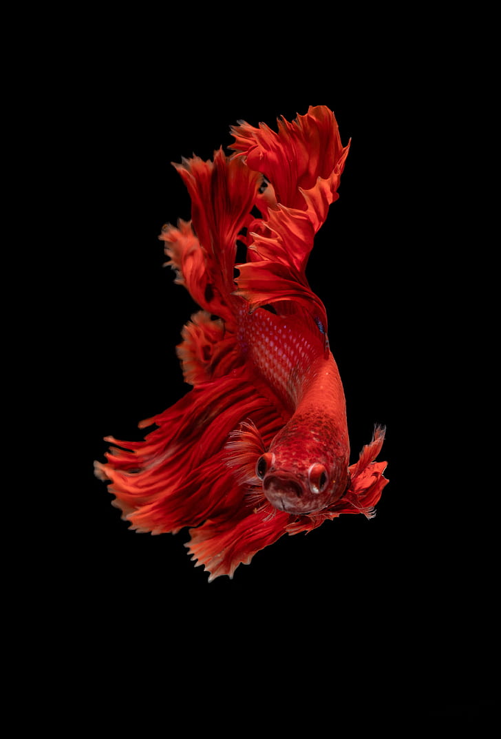 fish, red, underwater world, aquarium, HD wallpaper