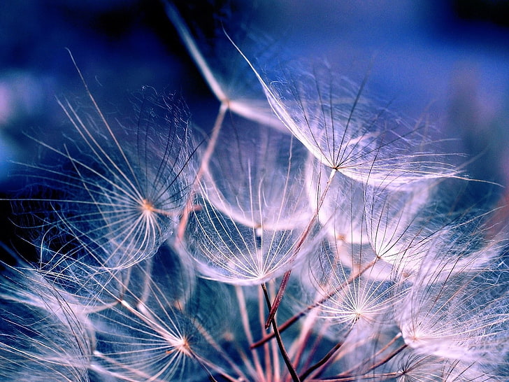 weiße Blumen, Löwenzahn, Flaum, Samen, Weiß, Luft, HD-Hintergrundbild
