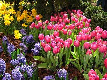 ピンクのチューリップと紫のラベンダー、春の花、ピンク、チューリップ、紫、ラベンダー、春の花、チューリップ、自然、花、春、植物、マルチカラー、花壇、ピンク色、自然の美しさ、夏、花頭、赤、屋外、 緑色、 HDデスクトップの壁紙 HD wallpaper