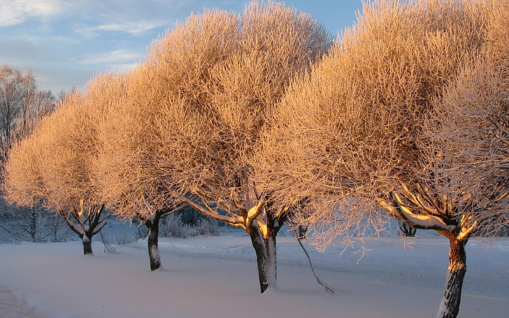 Landschaft, Natur, Bäume, Winter, Frost, Schnee, HD-Hintergrundbild