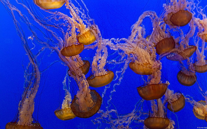 Jellyfish-Windows HD Wallpaper, groupe de papier peint de méduses, Fond d'écran HD