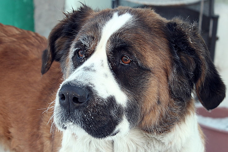 adult brown and white St. Bernard, dog, snout, snow, look, sadness, anticipation, HD wallpaper