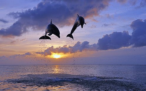 Honduras, laut, matahari terbenam, lumba-lumba hidung botol, Honduras, Laut, Matahari Terbenam, Lumba-lumba, Wallpaper HD HD wallpaper