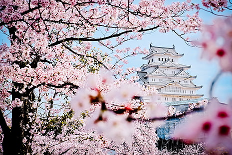 flores de cerejeira, castelo, primavera, japão, sakura, pagode, palácio, HD papel de parede HD wallpaper