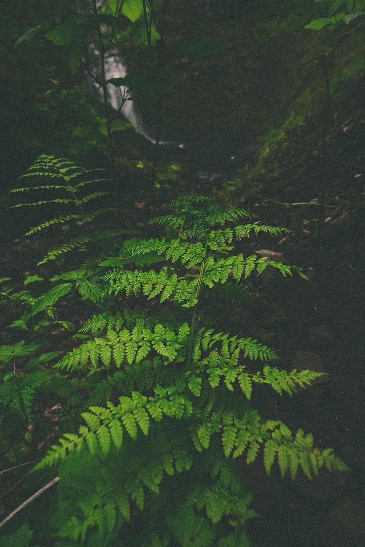 ferns, waterfall, moss, HD wallpaper